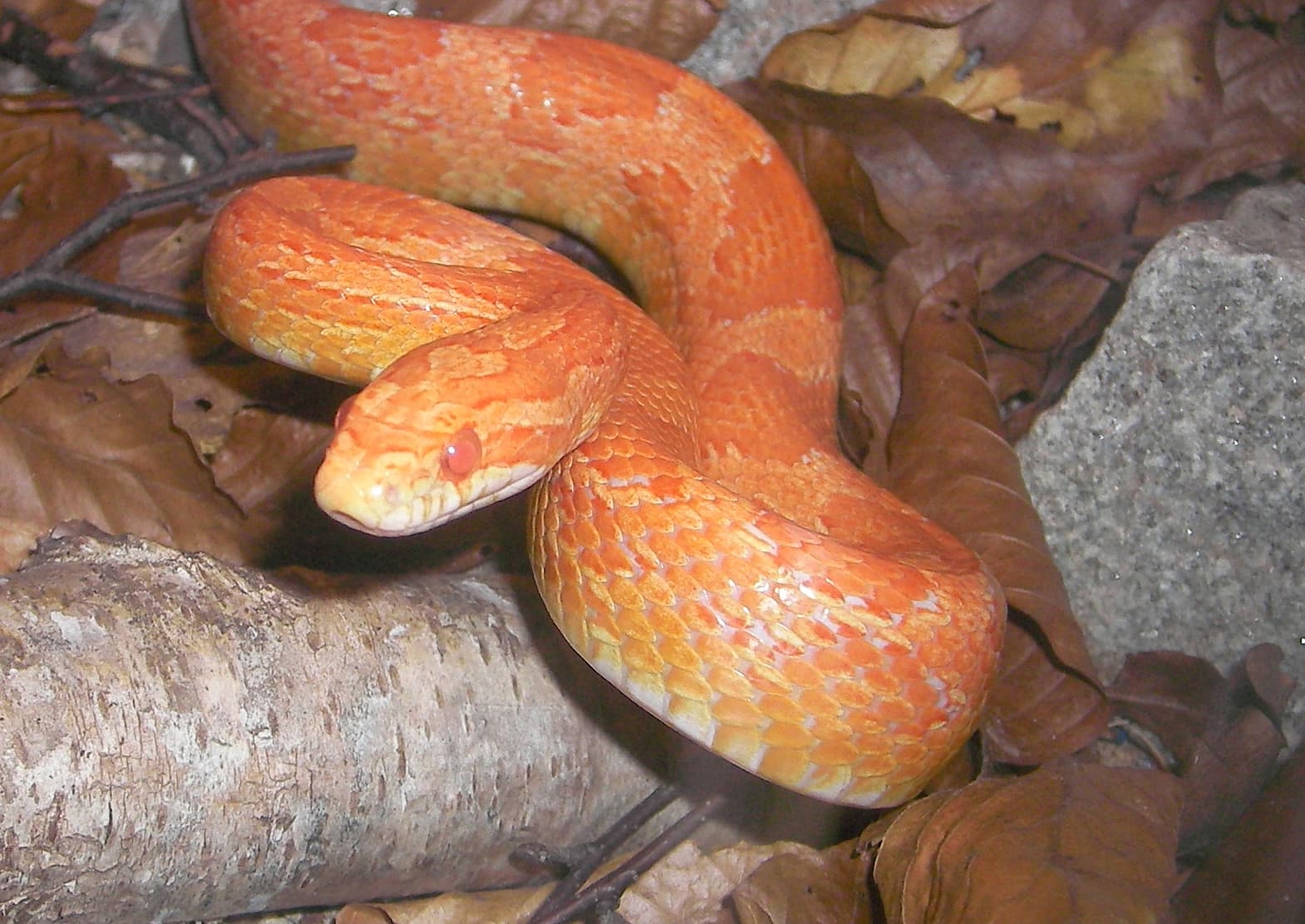 Orange amelanistic corn snake resting on leaf litter and natural wood