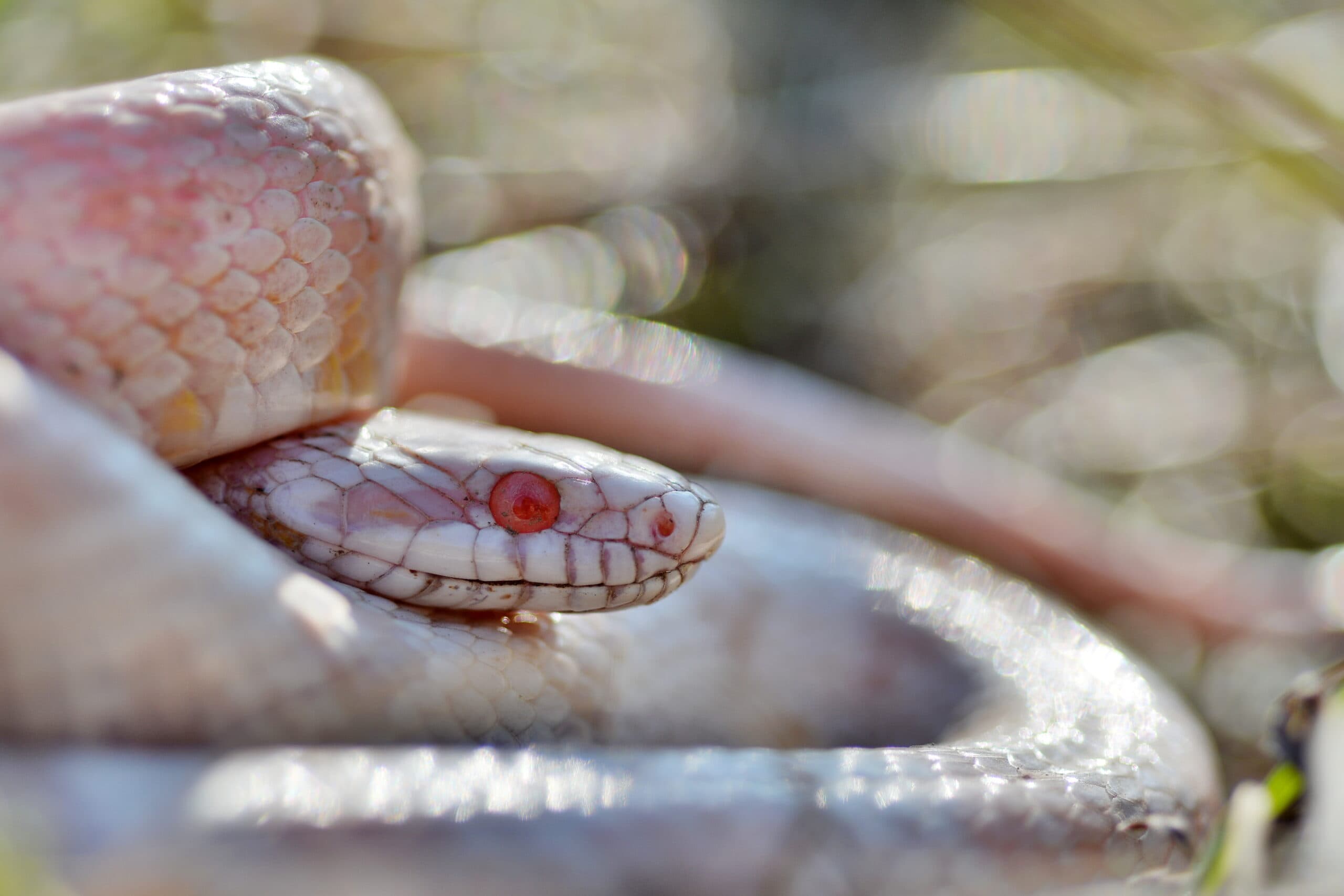 Amelanistic corn snake coiled outdoors among grass and leaves