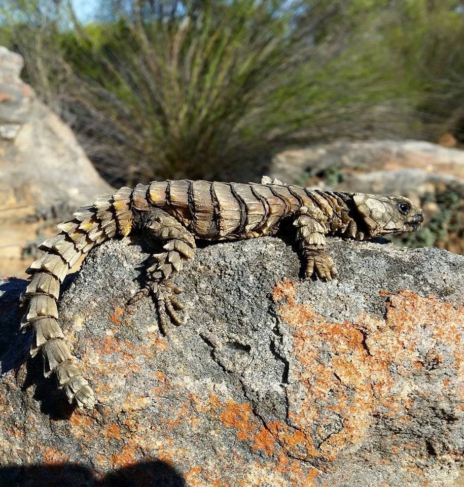 Armadillo girdled lizard resting on a lichen-covered rock