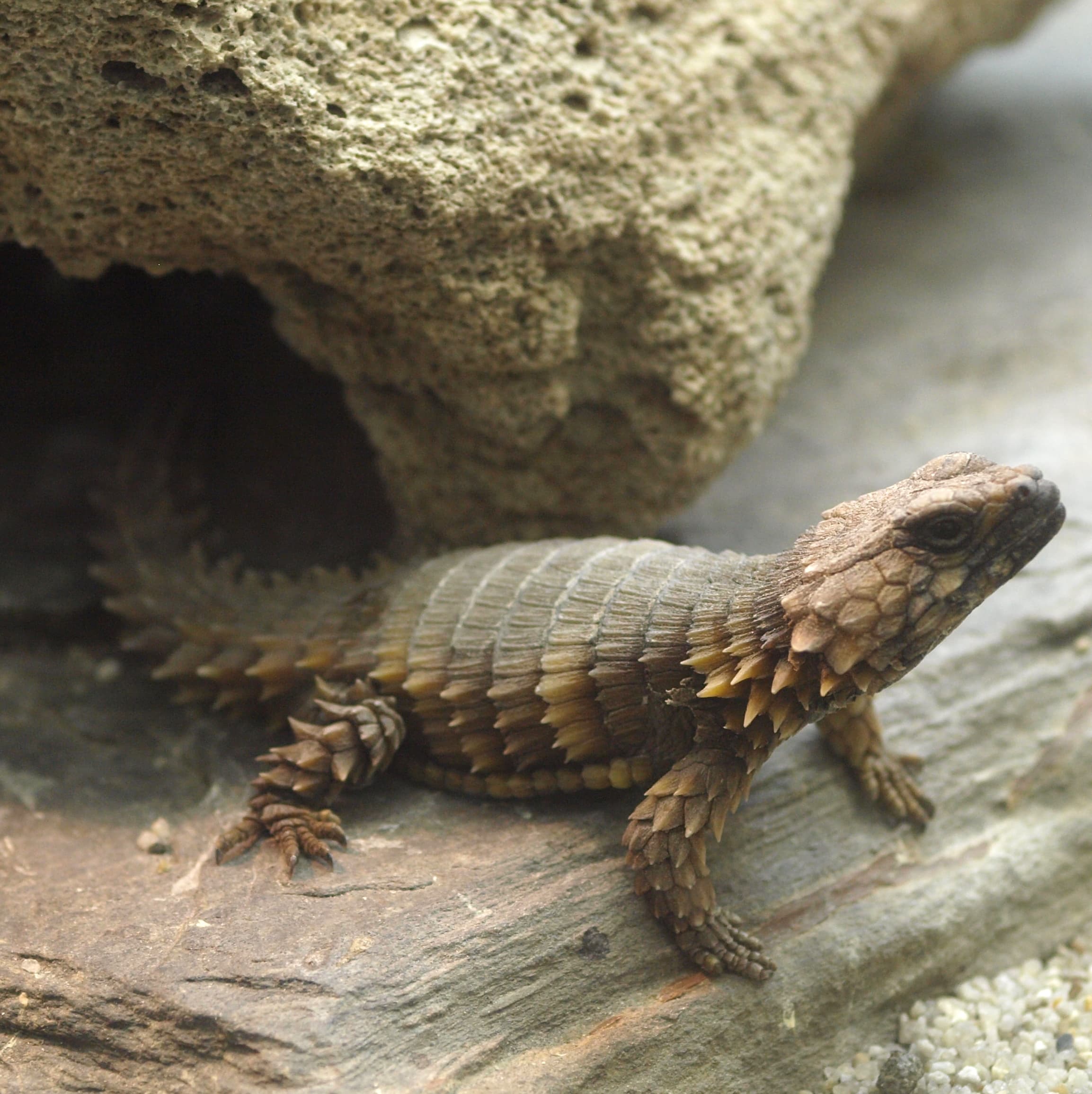 Armadillo girdled lizard beside a rock shelter