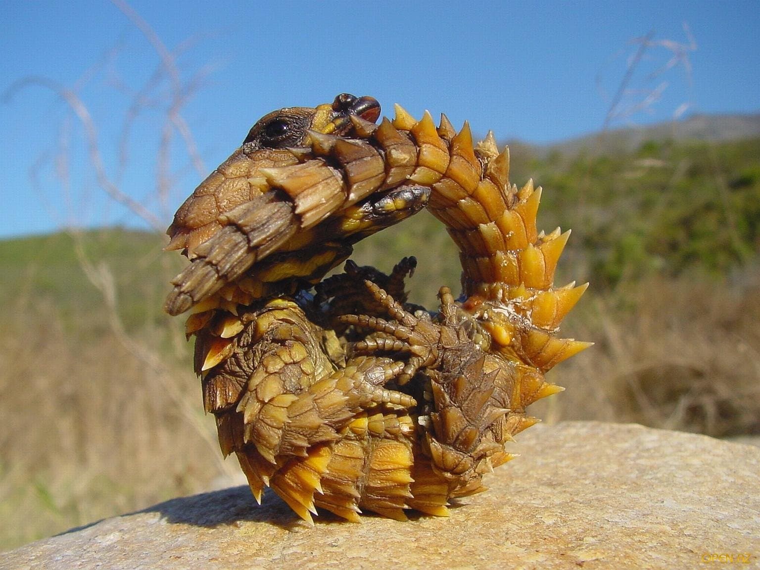 Armadillo girdled lizard curled into a defensive ring