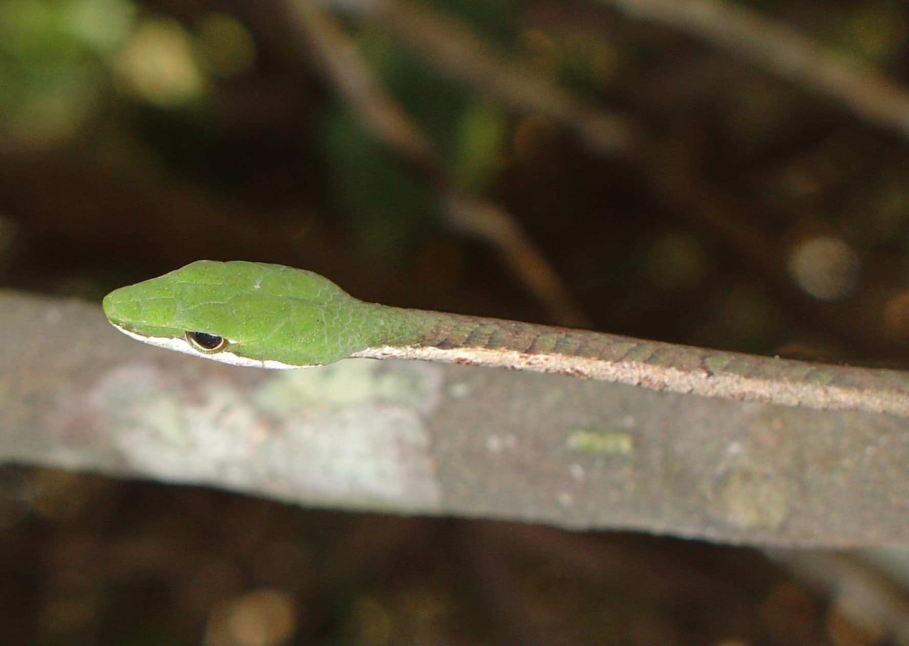 Green-headed Bird Snake resting across a forest branch
