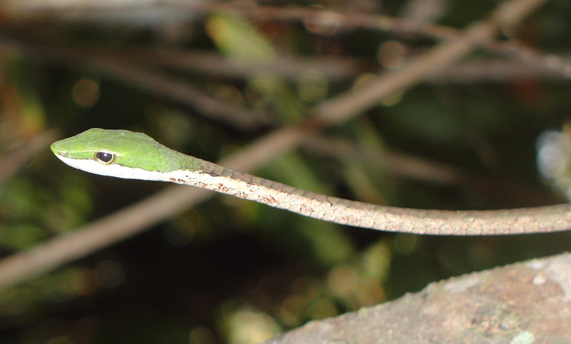 Slender Bird Snake extended along a branch