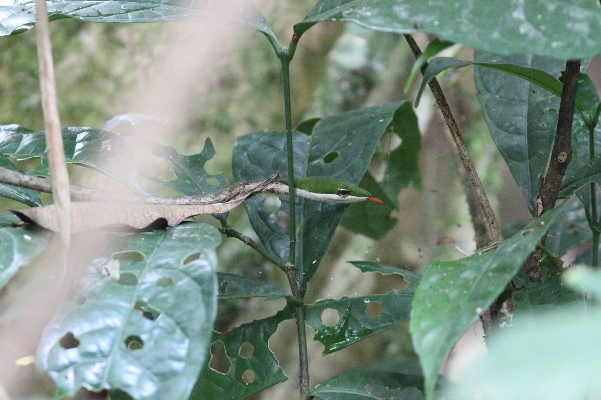 Camouflaged Bird Snake stretched through leafy forest vegetation