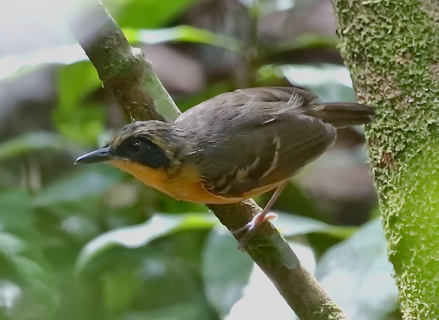 Female Black-faced Antbird perched naturally on vegetation in Carajás National Forest, Brazil