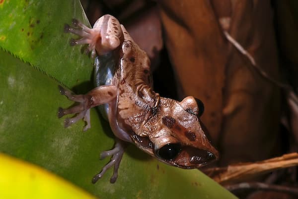 Adult Bruno's casque-headed frog resting on a bromeliad leaf
