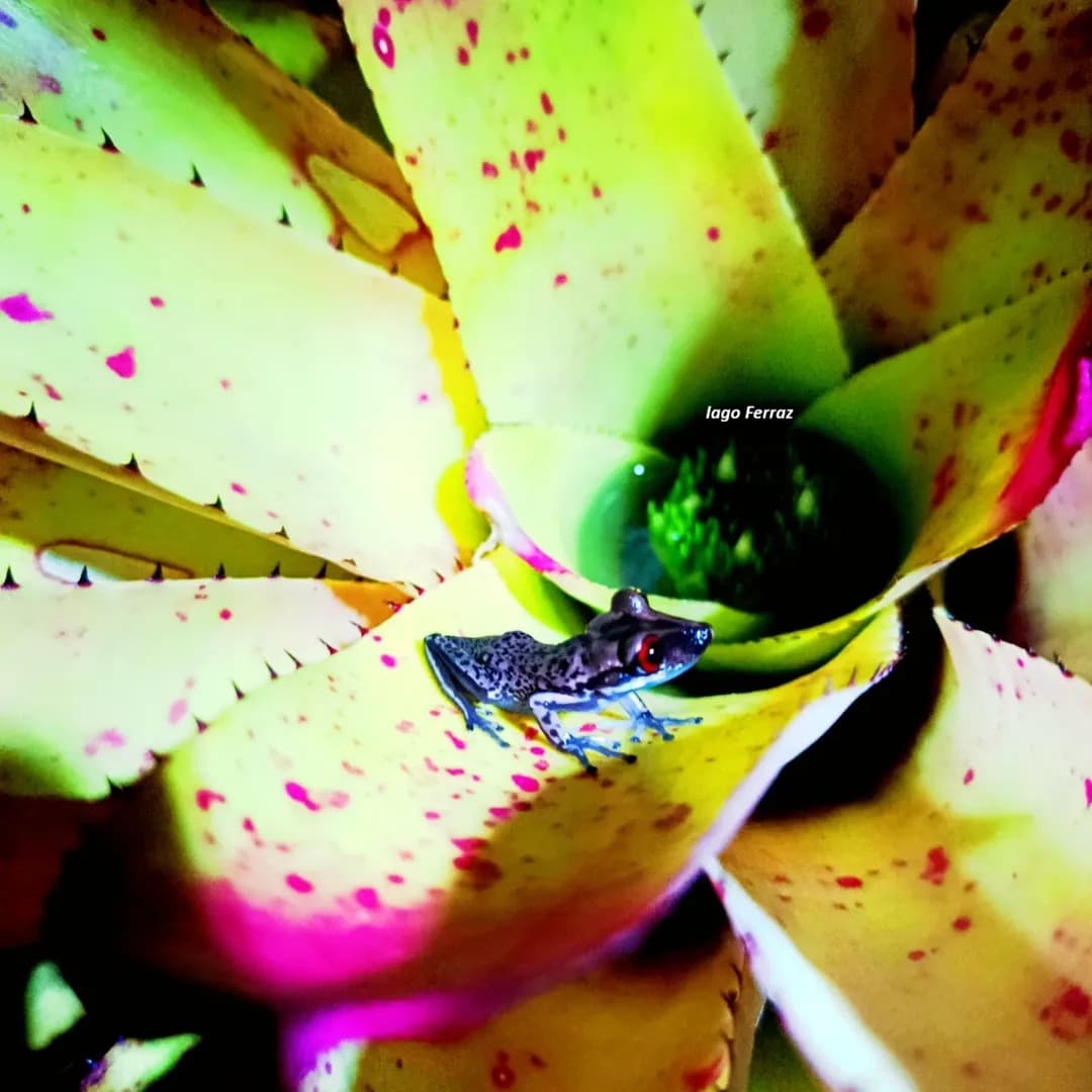 Juvenile Bruno's casque-headed frog beside water in a bromeliad rosette