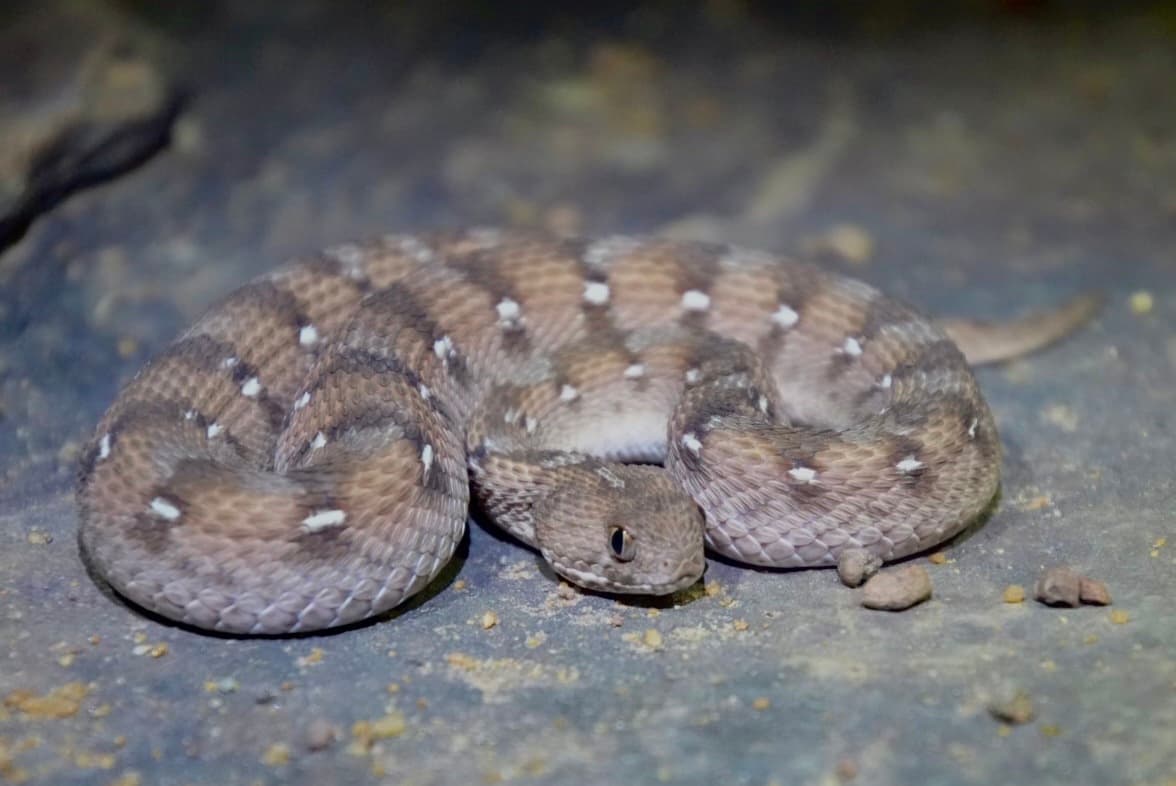 Representative West African carpet viper Echis ocellatus coiled on open ground