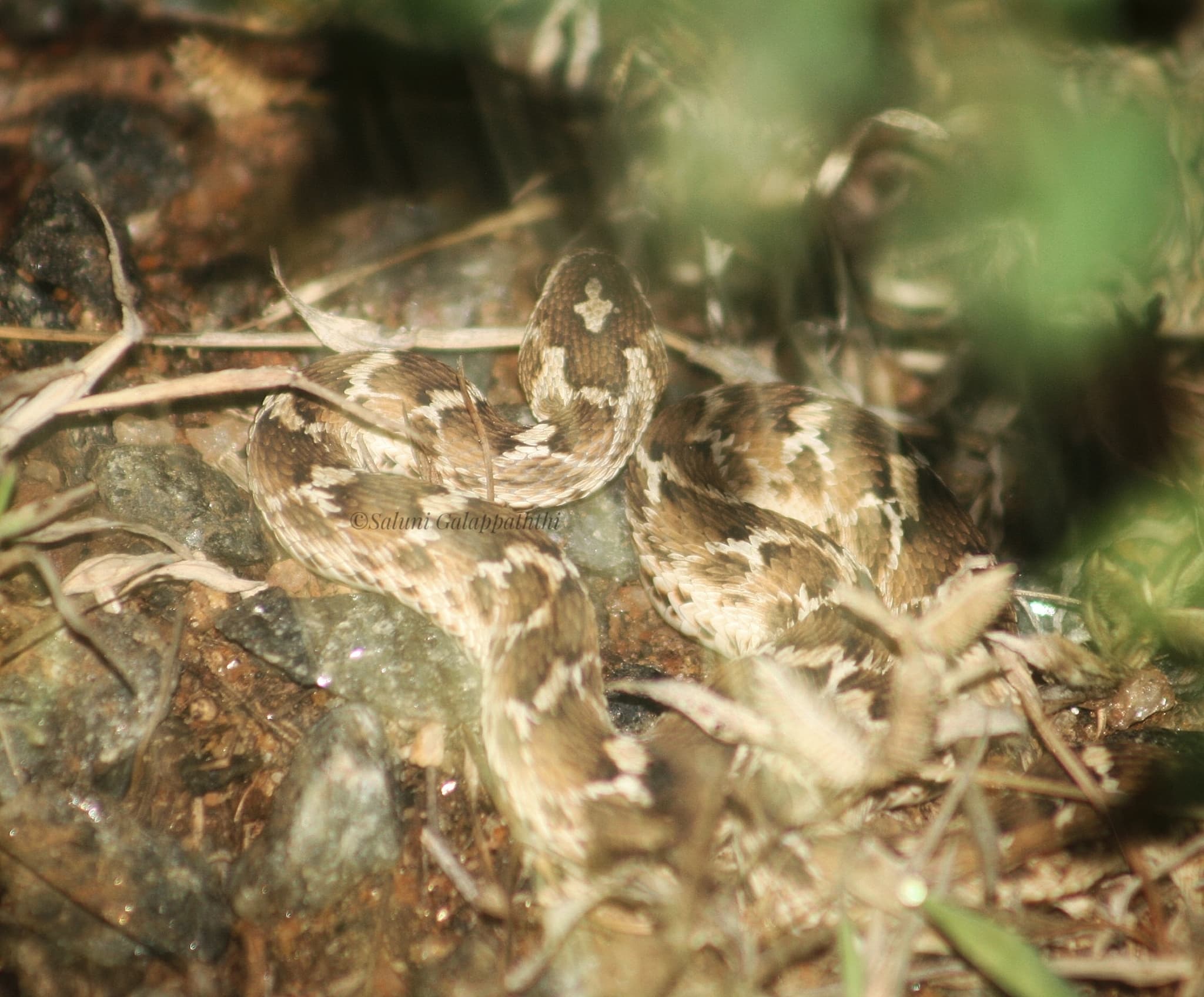 Representative Indian saw-scaled viper Echis carinatus among rocks and leaf litter
