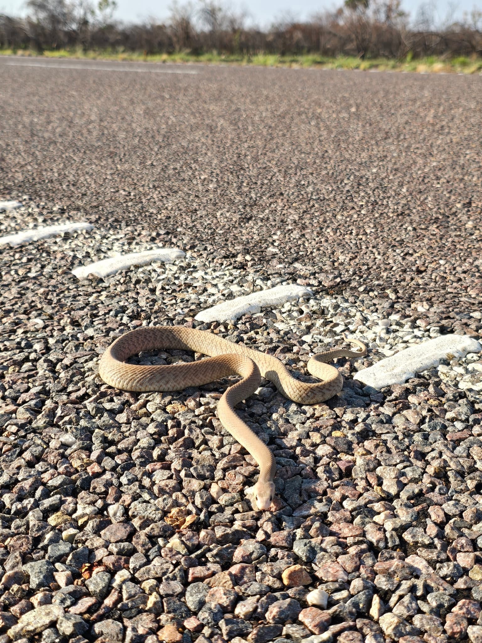 Central Ranges Taipan crossing a remote gravel road