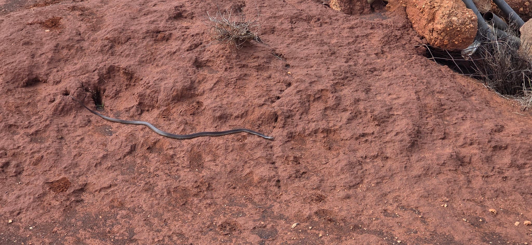 Slender Central Ranges Taipan moving over red desert sand
