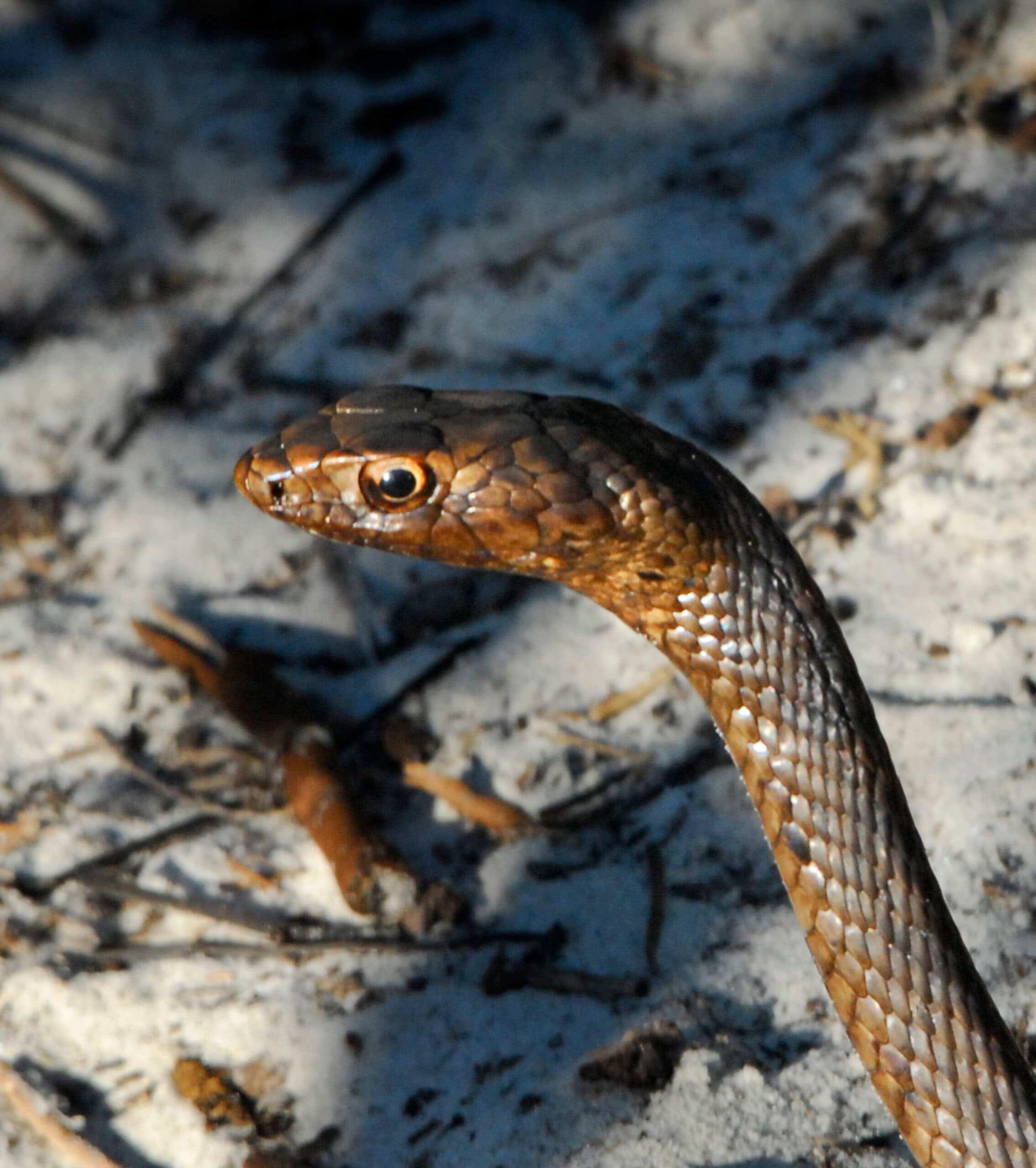 Eastern Coachwhip raising its head above sandy coastal scrub in Florida