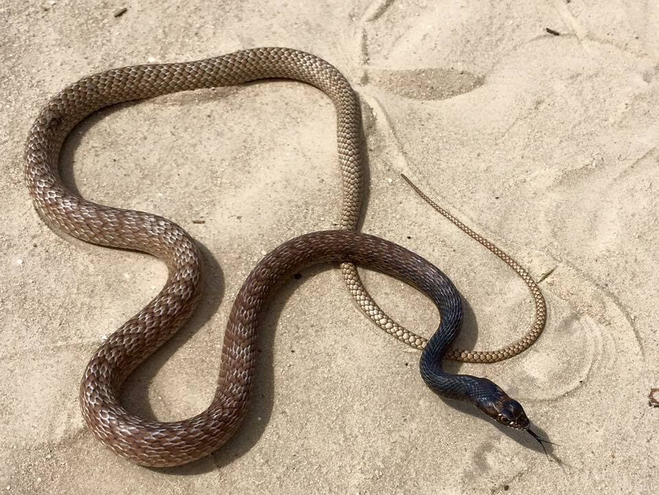 Coachwhip Snake stretched across open sandy ground in Florida