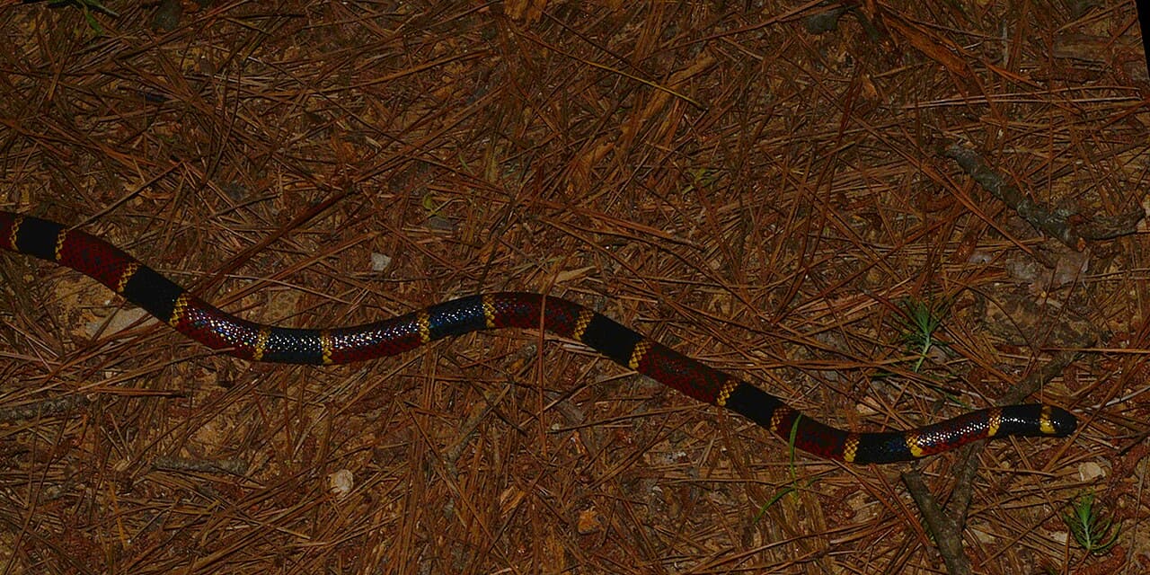 Texas Coral Snake crossing pine needles and leaf litter