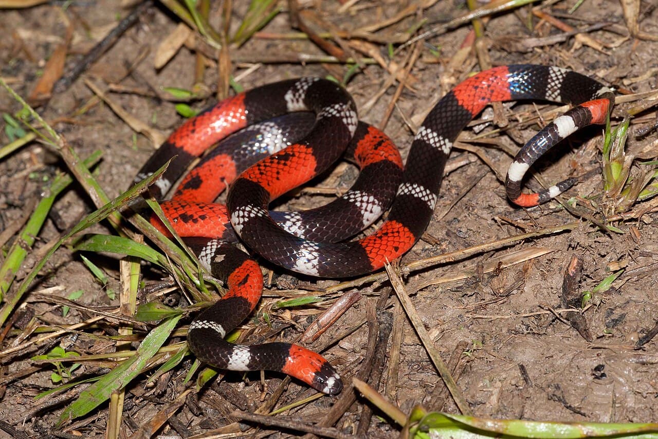 South American Coral Snake showing red, black and white rings on forest ground