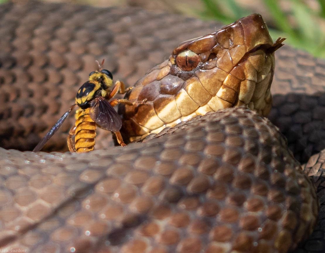 Close view of a cottonmouth head and patterned coils during a natural encounter with a large wasp