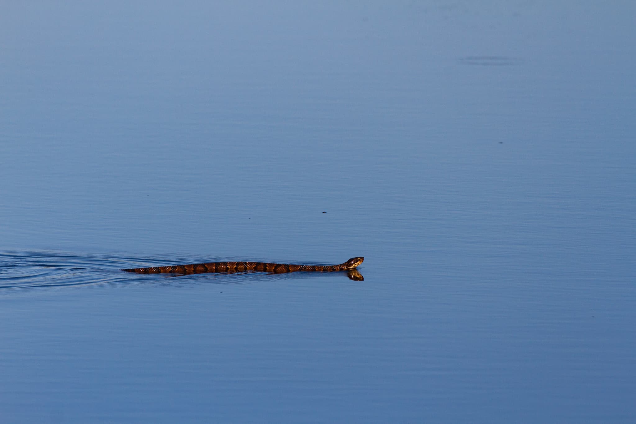 Cottonmouth swimming across calm blue water with its head held above the surface