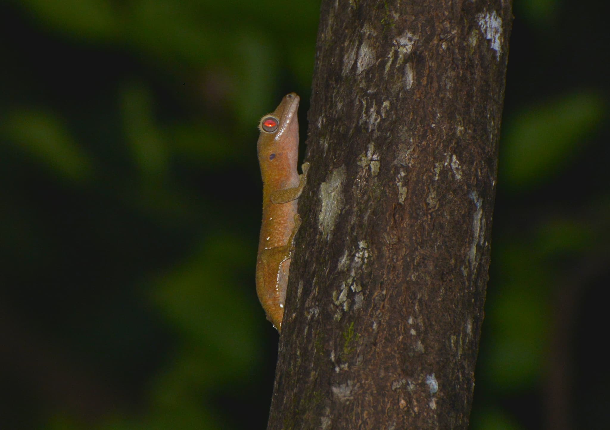 Wild crested gecko climbing vertically on a tree trunk at night in New Caledonia
