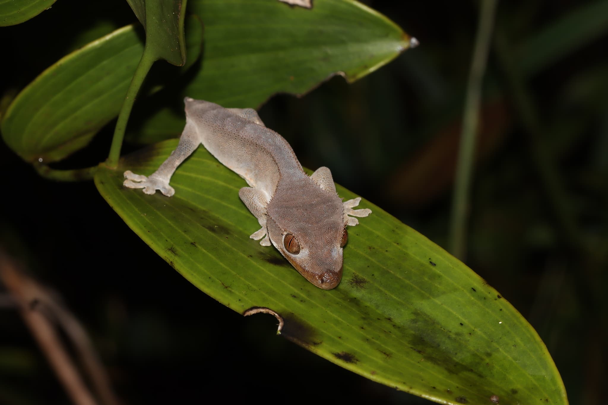 Wild pale crested gecko viewed from above on a green forest leaf in New Caledonia