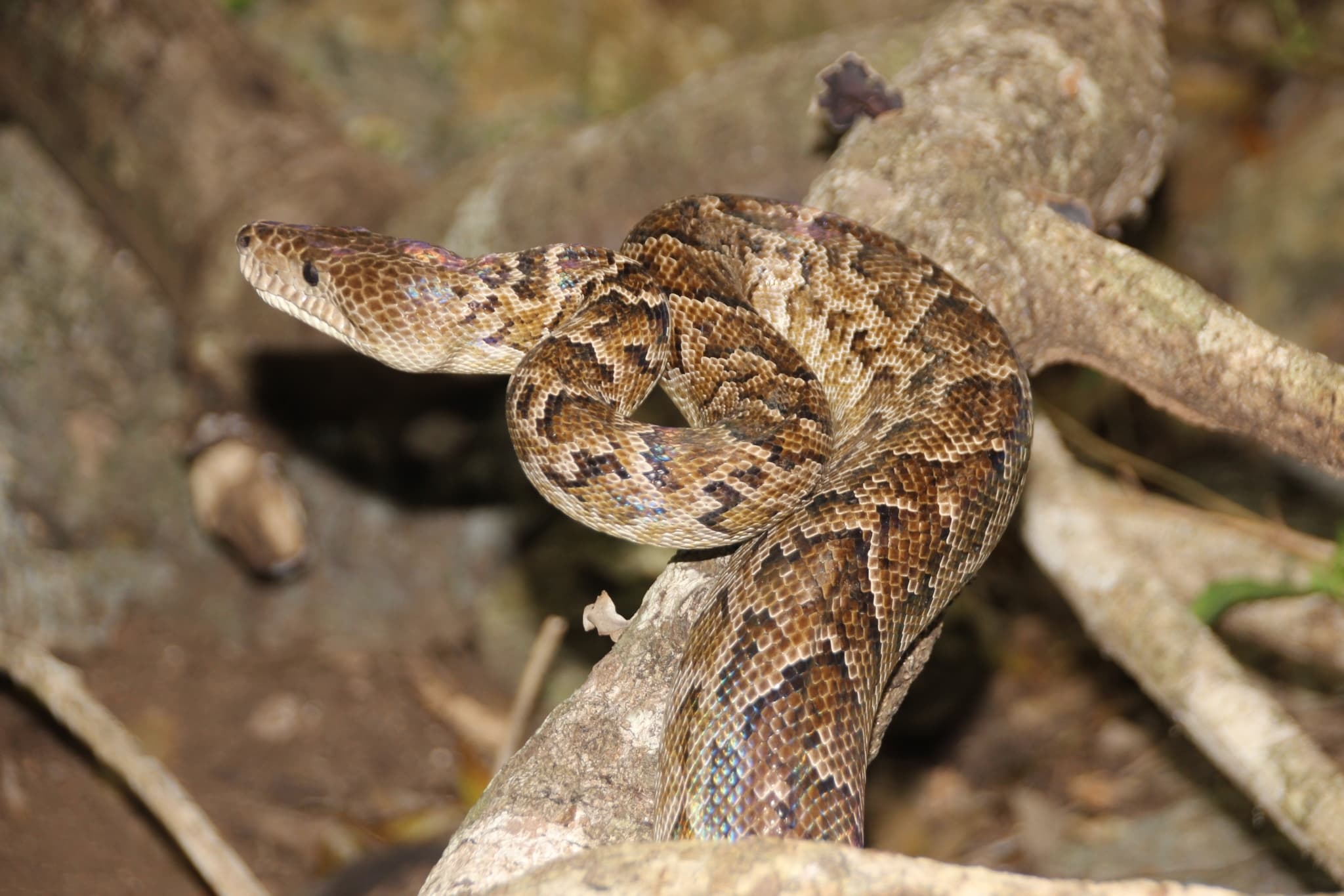 Wild Cuban boa coiled across branches in natural woodland habitat