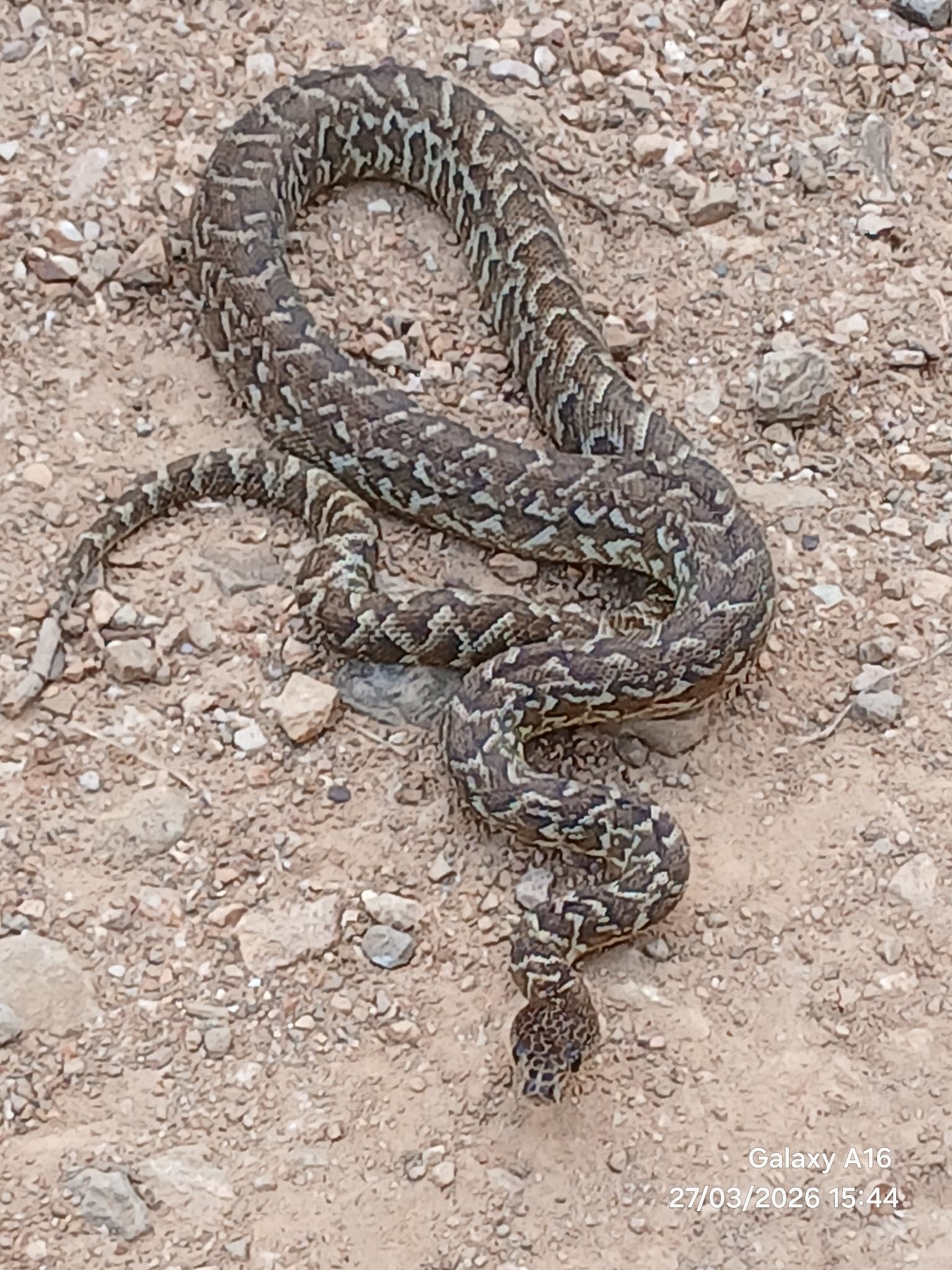 Wild Cuban boa stretched in a loose coil on rocky ground in Pinar del Rio, Cuba
