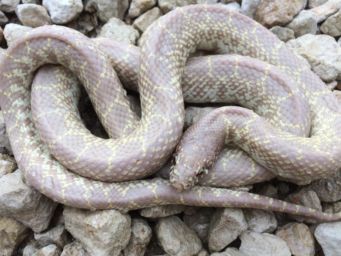 Pale patterned Desert Kingsnake Lampropeltis splendida coiled on natural gravel in Texas