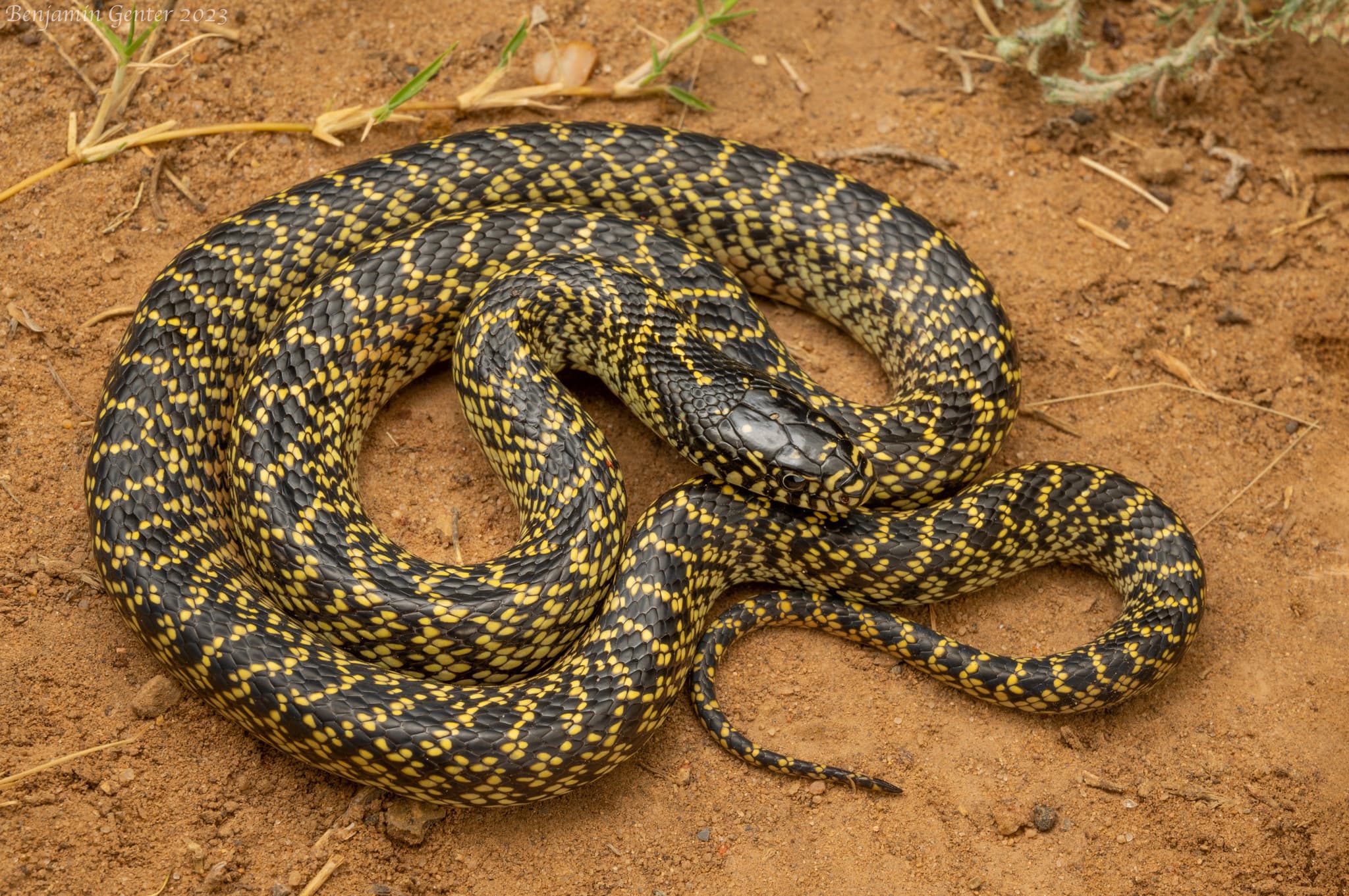 Adult Desert Kingsnake Lampropeltis splendida coiled on sandy ground in New Mexico