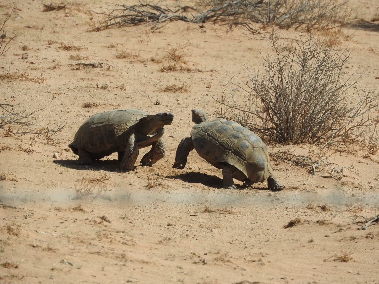 Two wild Mojave Desert Tortoises Gopherus agassizii meeting on sandy habitat in California