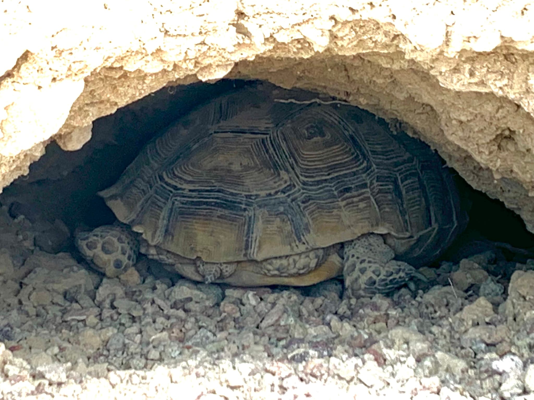 Wild Mojave Desert Tortoise Gopherus agassizii resting inside a natural burrow in Death Valley