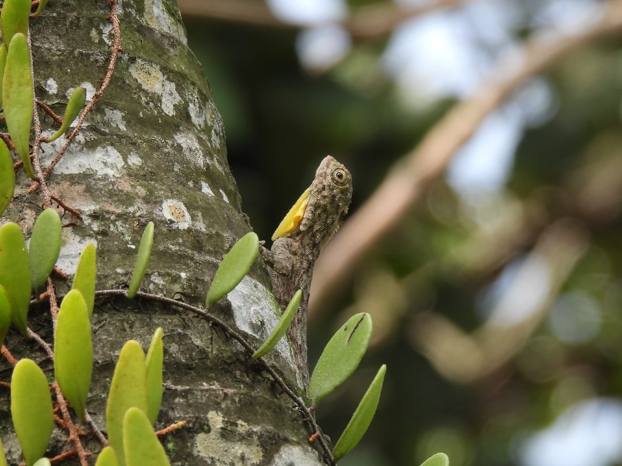 Wild Javan Flying Dragon Draco volans perched naturally on a forest tree in West Java