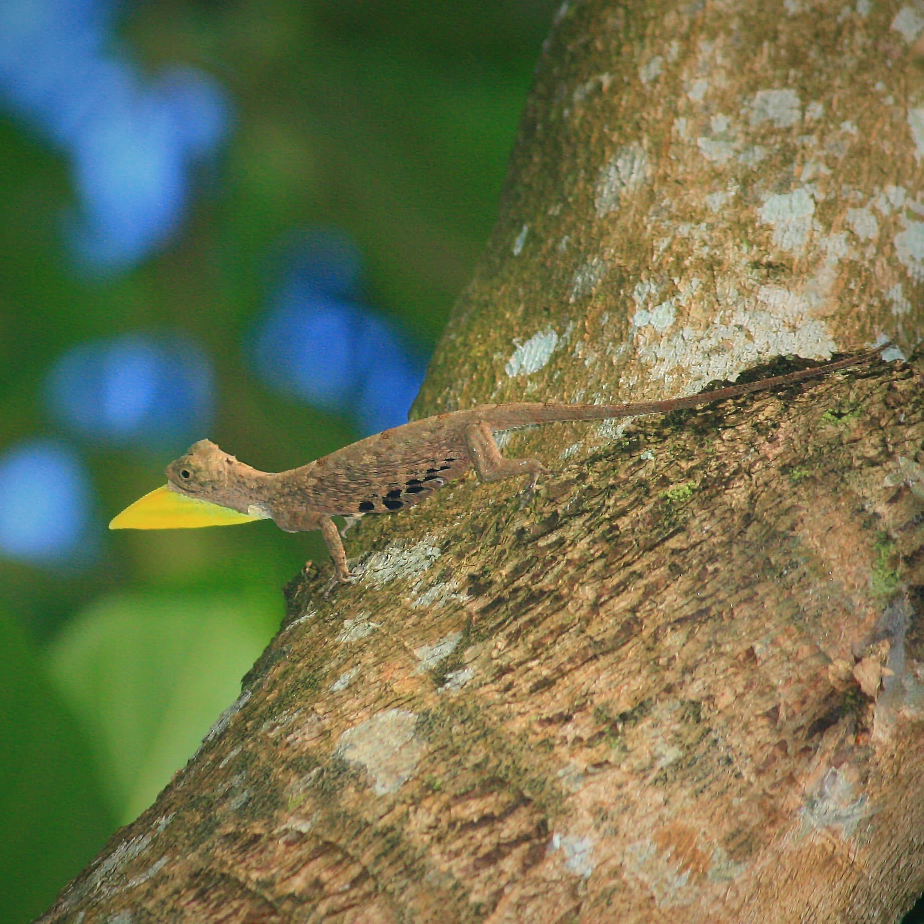 Wild Javan Flying Dragon Draco volans extending its yellow dewlap on a tree in Central Java