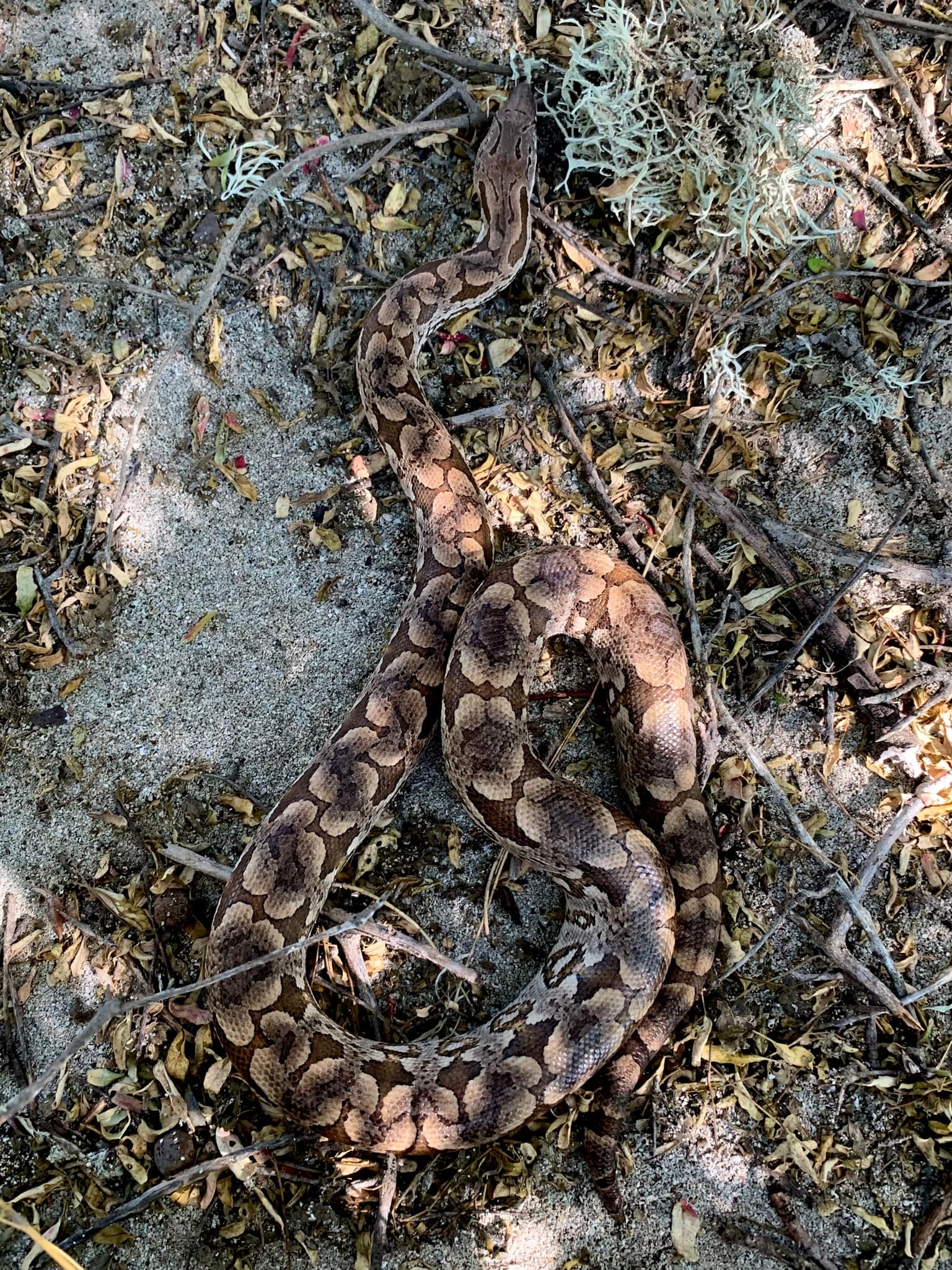 Wild Dumeril's Boa Acrantophis dumerili moving through natural sandy leaf litter on Nosy Ve, Madagascar