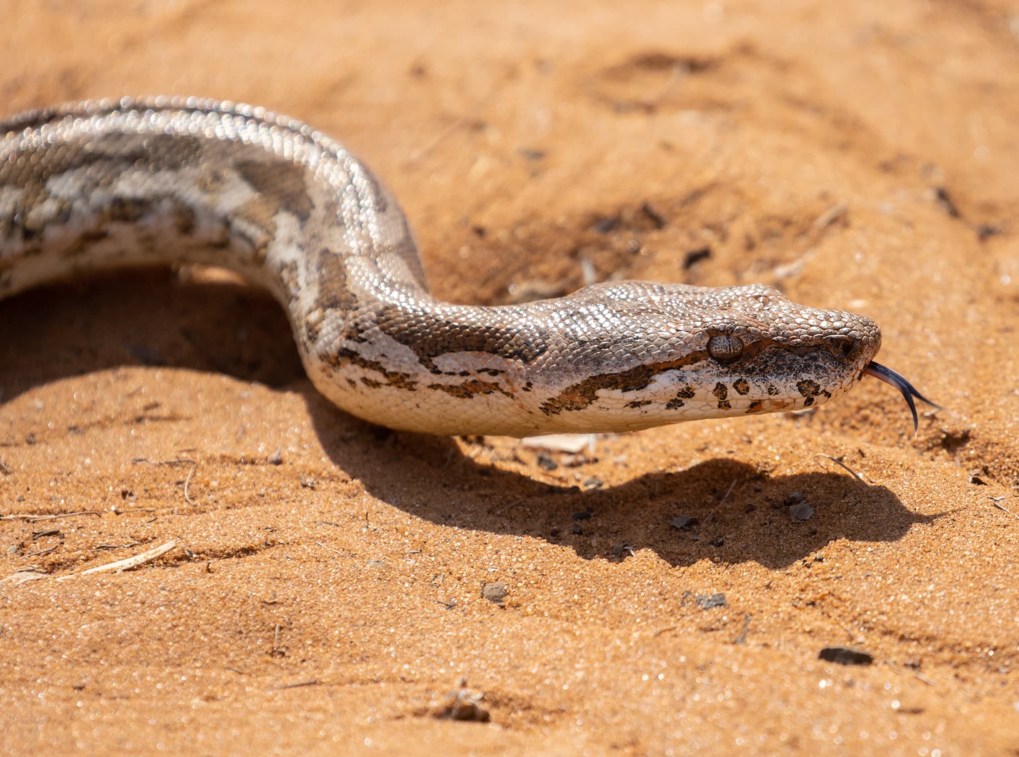 Close view of a wild Dumeril's Boa Acrantophis dumerili on natural sand in Toliary, Madagascar