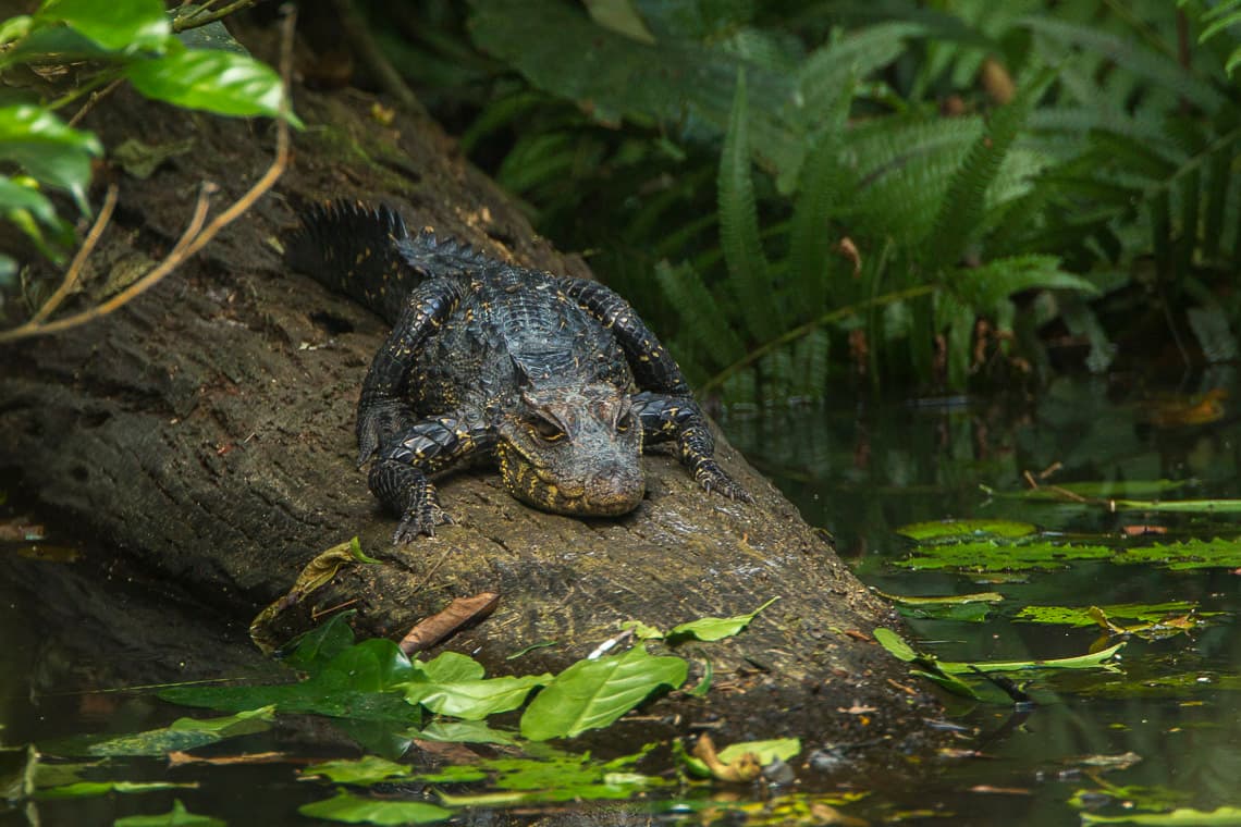 Adult Dwarf Crocodile resting on a fallen trunk beside forest water in Ghana