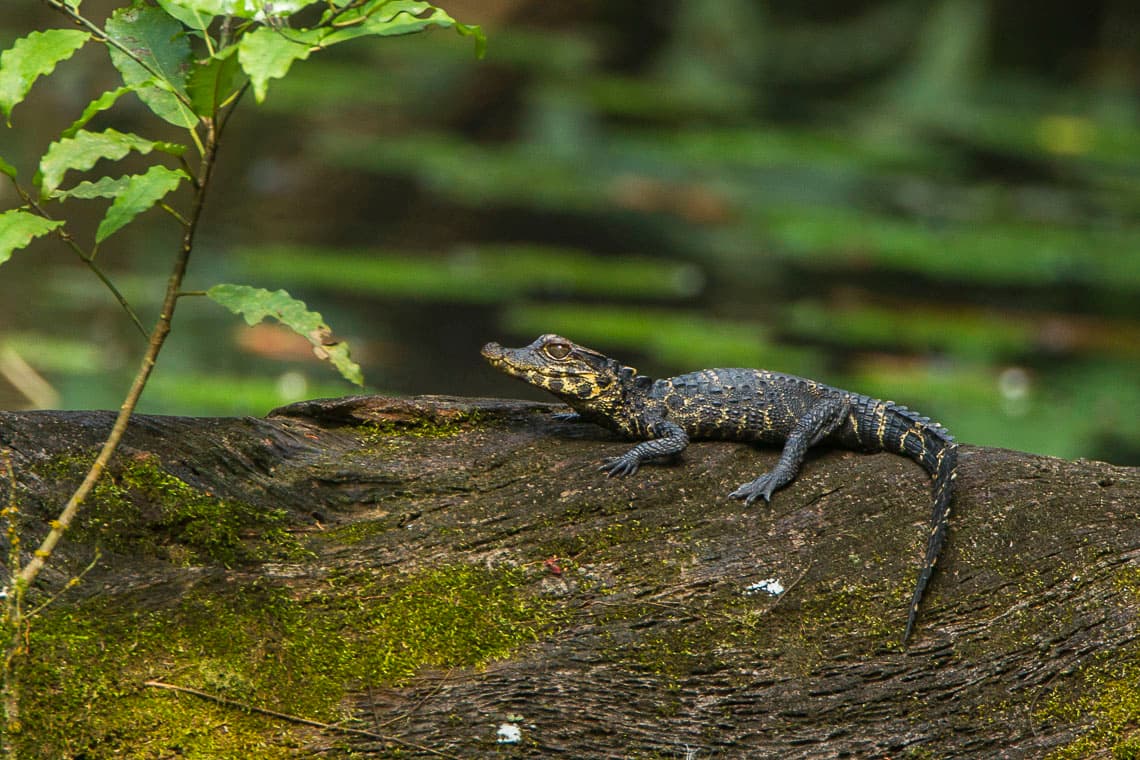 Juvenile Dwarf Crocodile resting on a mossy log in Ankasa forest