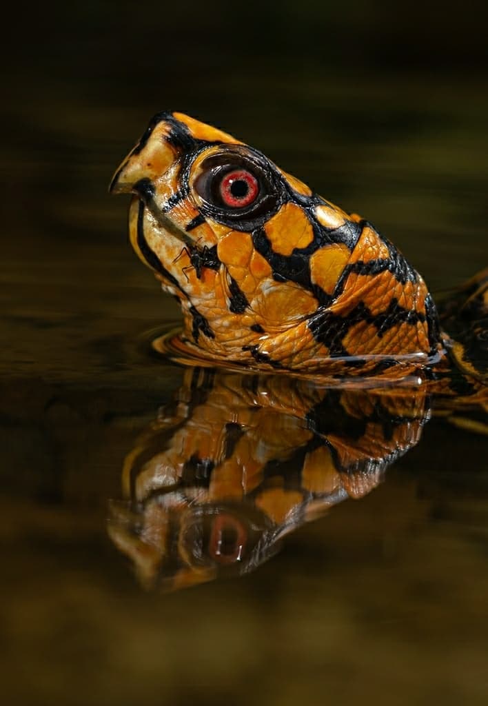 Close view of a wild Eastern Box Turtle Terrapene carolina carolina partly submerged in shallow woodland water