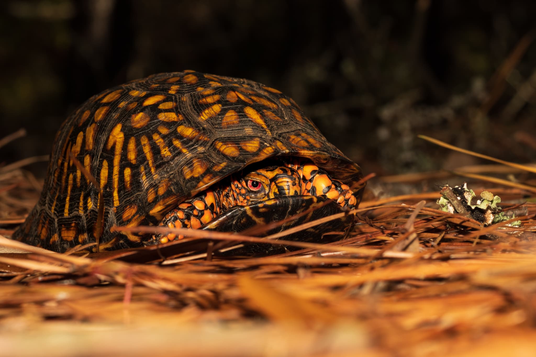 Wild Eastern Box Turtle Terrapene carolina carolina closed defensively among pine needles in North Carolina