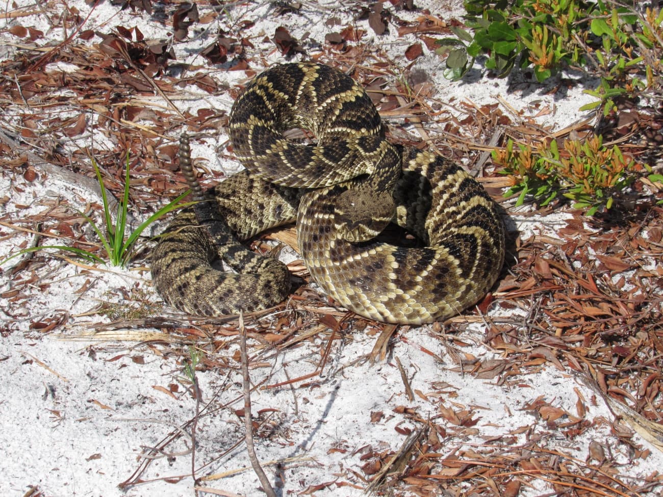 Coiled wild Eastern Diamondback Rattlesnake on pale sandy ground with pine litter