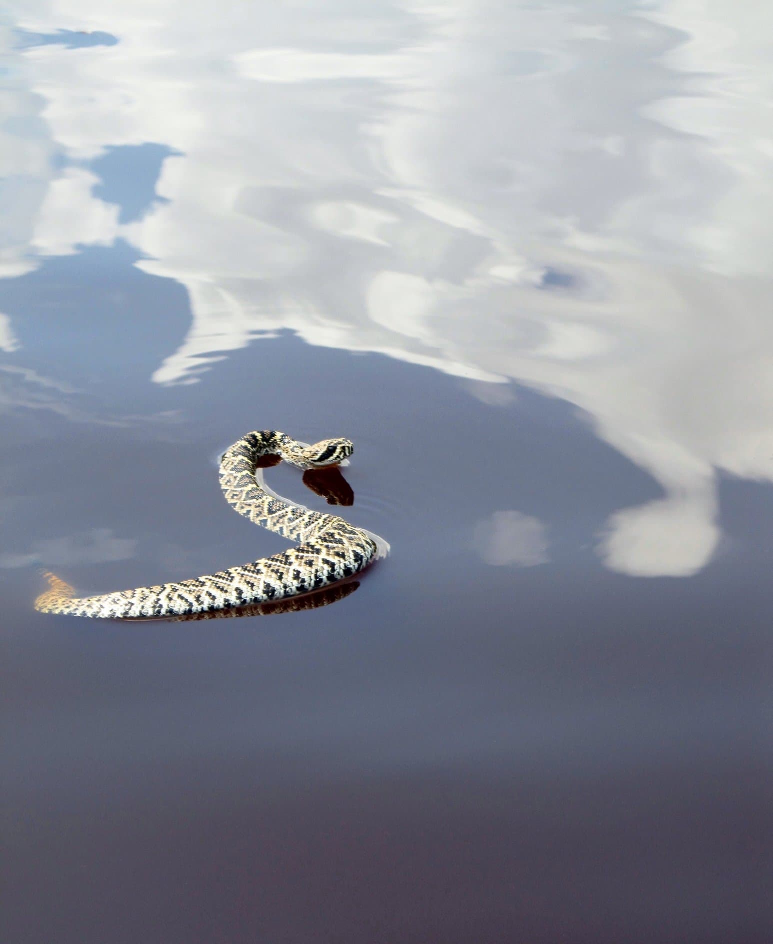 Wild Eastern Diamondback Rattlesnake swimming across still water in Everglades National Park