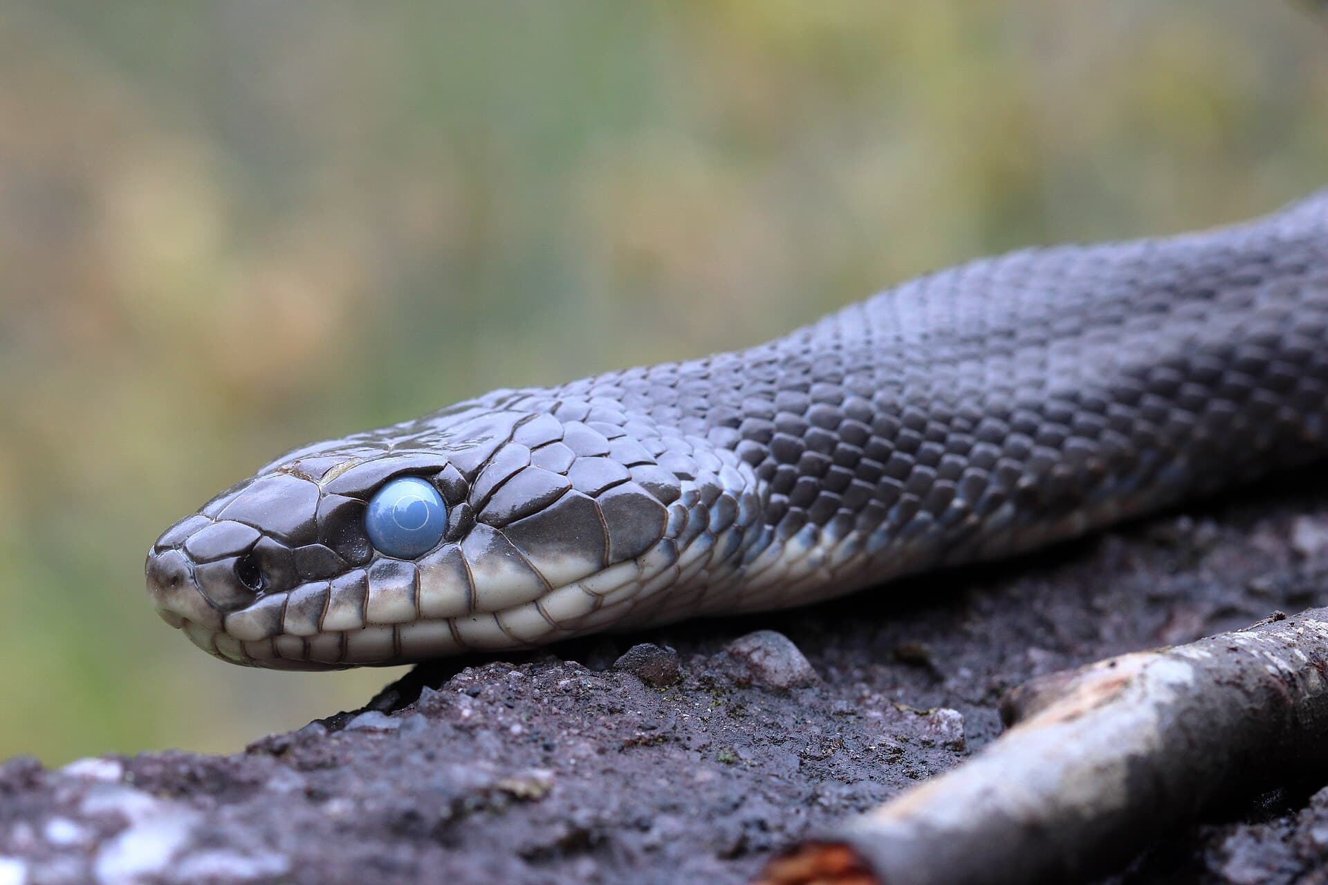 Close view of a dark Eastern Rat Snake shedding its eye cap on a log