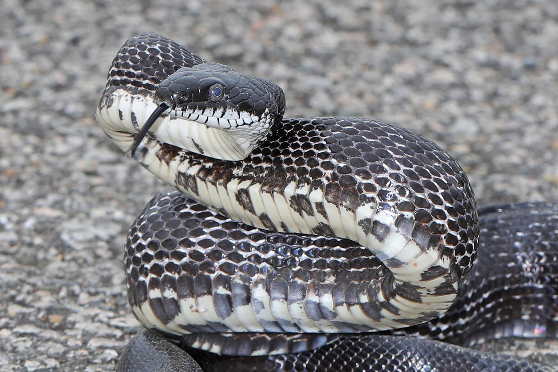 Wild dark Eastern Rat Snake coiled defensively with tongue extended in Virginia