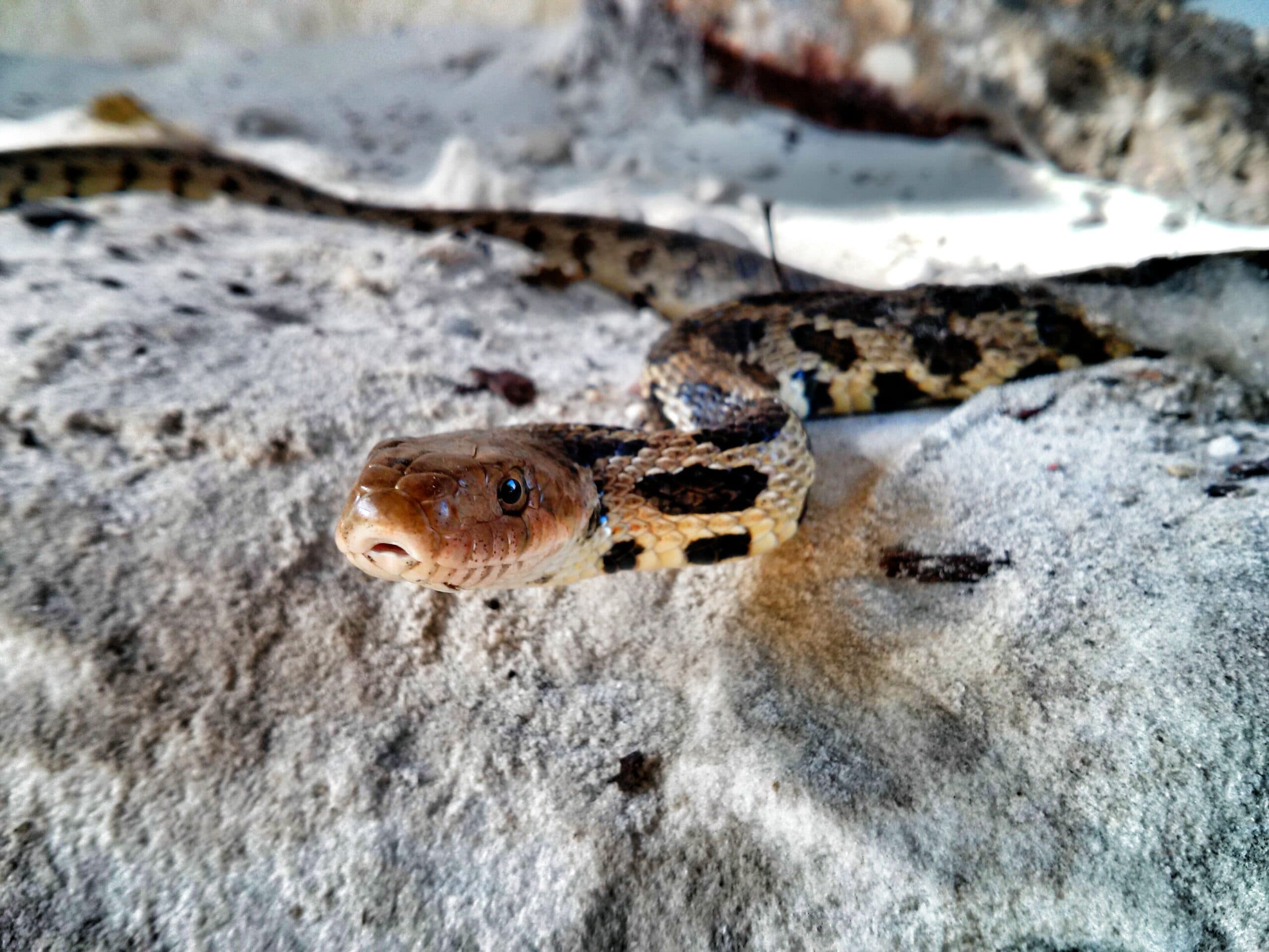 Western Foxsnake Pantherophis ramspotti resting on a pale natural surface