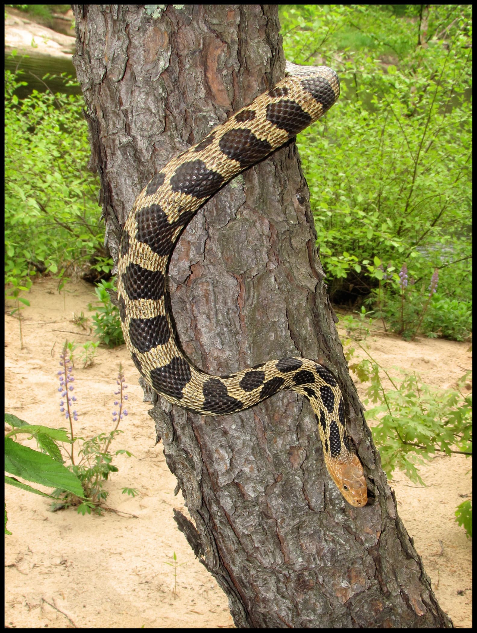 Western Foxsnake Pantherophis ramspotti climbing a jack pine trunk in Wisconsin