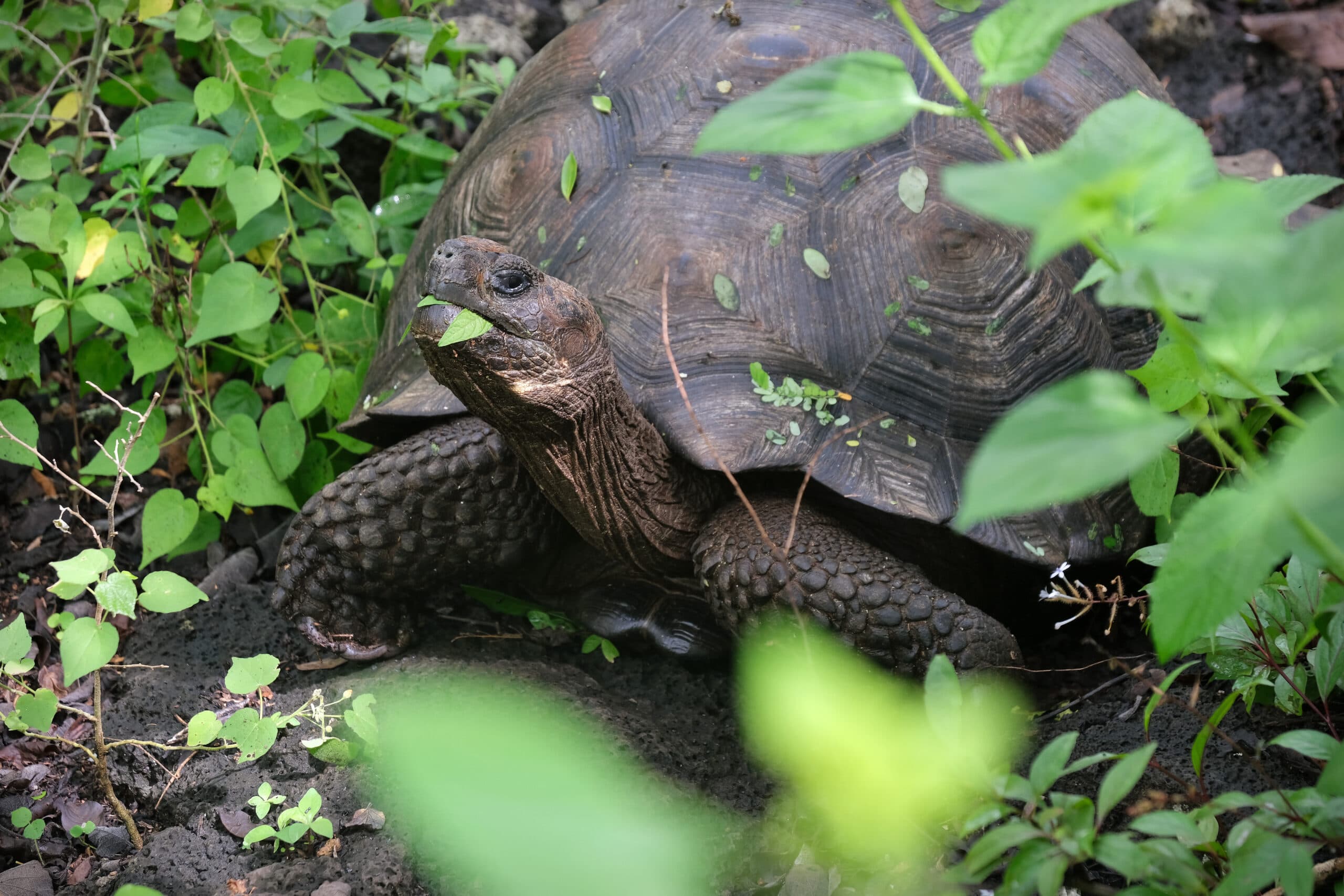 Eastern Santa Cruz giant tortoise eating green leaves in vegetation
