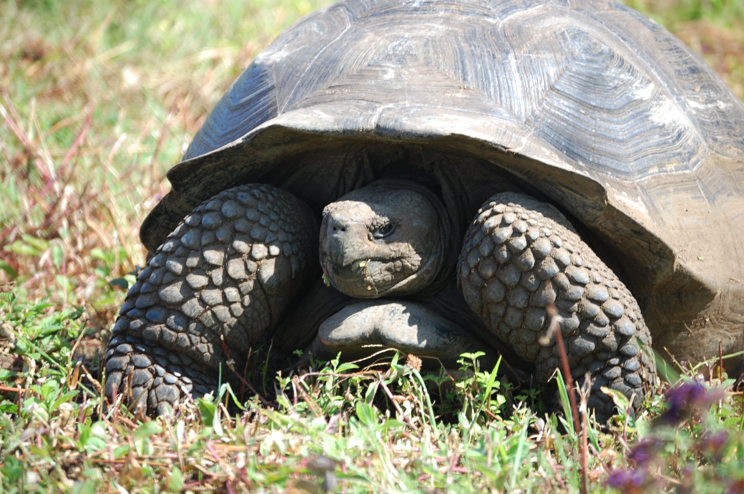 Galapagos giant tortoise resting on grass with its head and forelegs visible