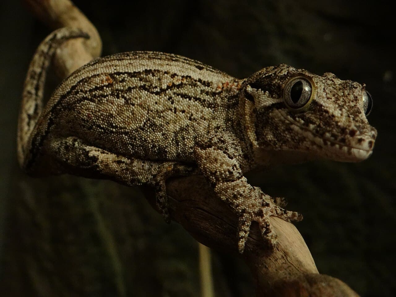 Brown and cream Gargoyle Gecko resting on a branch