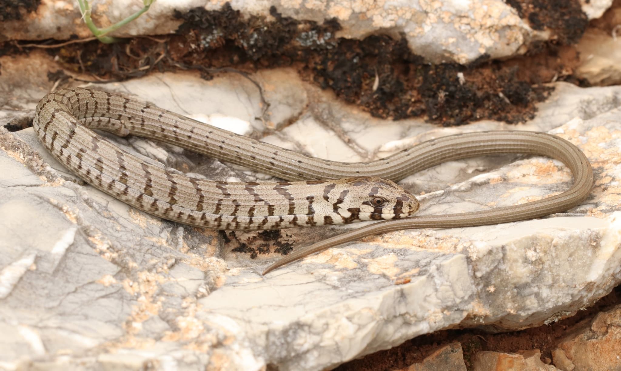 European Glass Lizard coiled on pale natural rock