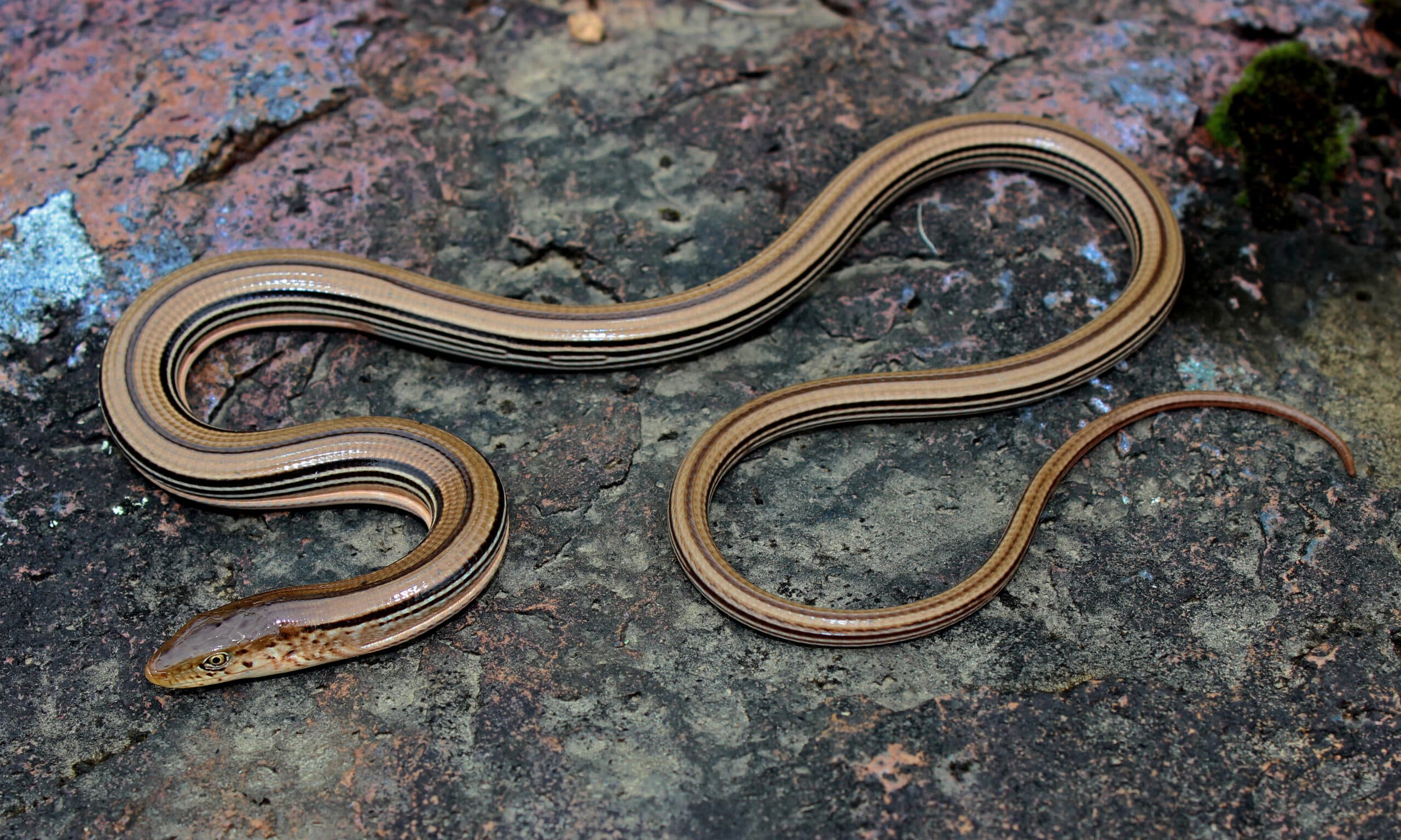 Western Slender Glass Lizard arranged in an S curve on natural rock