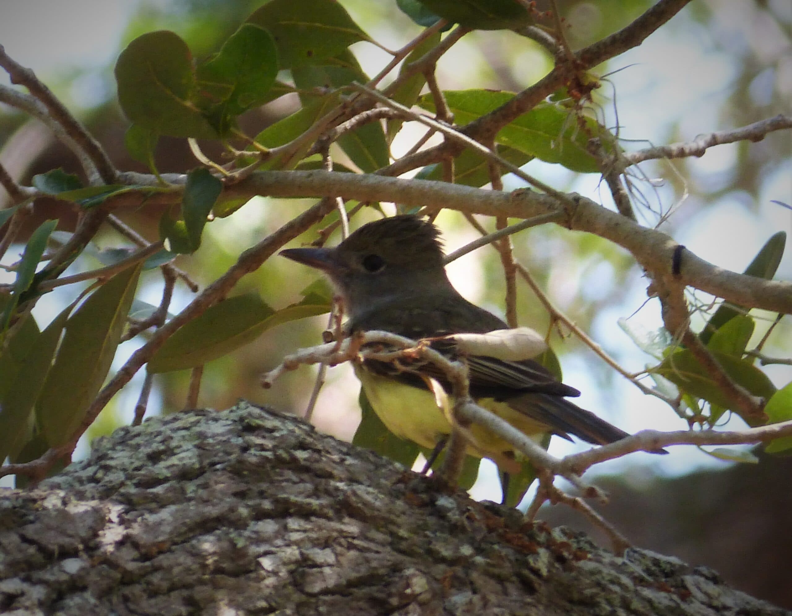 Wild Great Crested Flycatcher perched in a leafy tree canopy