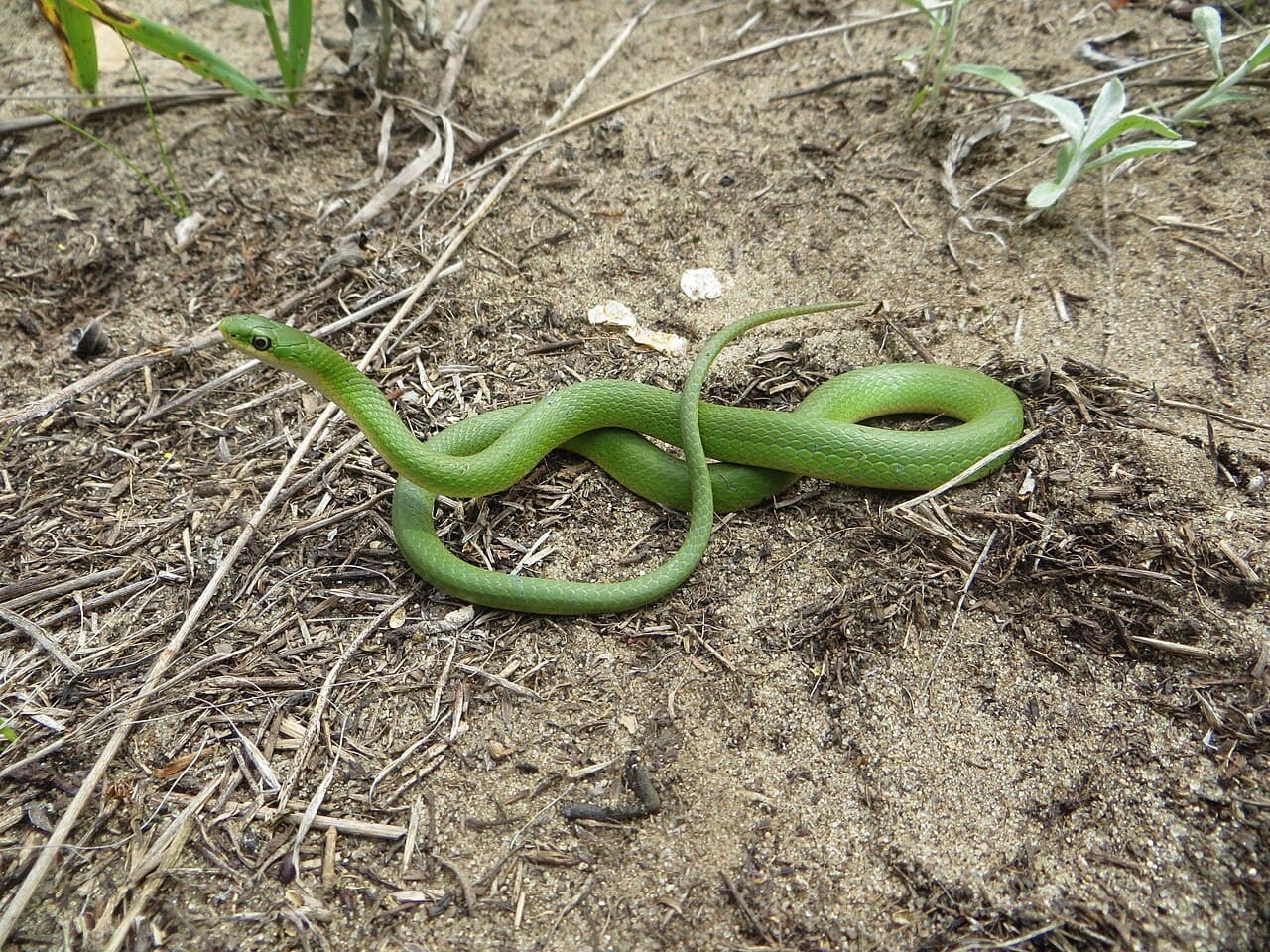 Representative smooth green snake coiled on sandy prairie ground